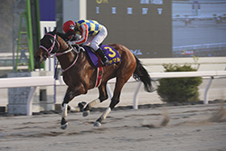 第28回黒船賞(JpnⅢ)/高知競馬場