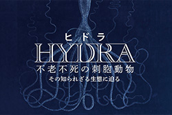 ガリレオX ヒドラ 不老不死の刺胞動物 その知られざる生態に迫る