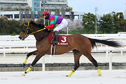第3回　兵庫女王盃(JｐｎⅢ)/園田競馬場