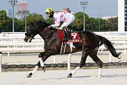 第27回兵庫チャンピオンシップ(JpnⅡ)/園田競馬場