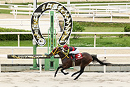 第26回　兵庫チャンピオンシップ（ＪｐｎⅡ）/園田競馬場