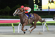 アフター５スター賞(大井競馬場　SⅢ) 