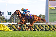 中央競馬全レース中継
