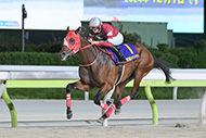ジャパンダートクラシック（大井競馬場　JpnⅠ）
