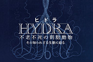 ガリレオX ヒドラ 不老不死の刺胞動物 その知られざる生態に迫る

