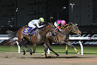 エンプレス杯（川崎競馬場　JpnⅡ）


