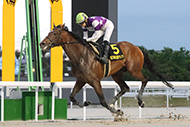 第26回名古屋グランプリ(JpnⅡ)/名古屋競馬場



