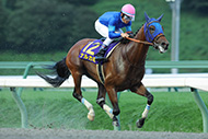 第31回 不来方賞(JpnⅡ)/盛岡競馬場

