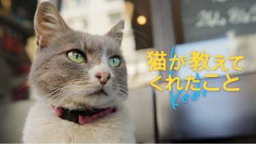 猫が教えてくれたこと